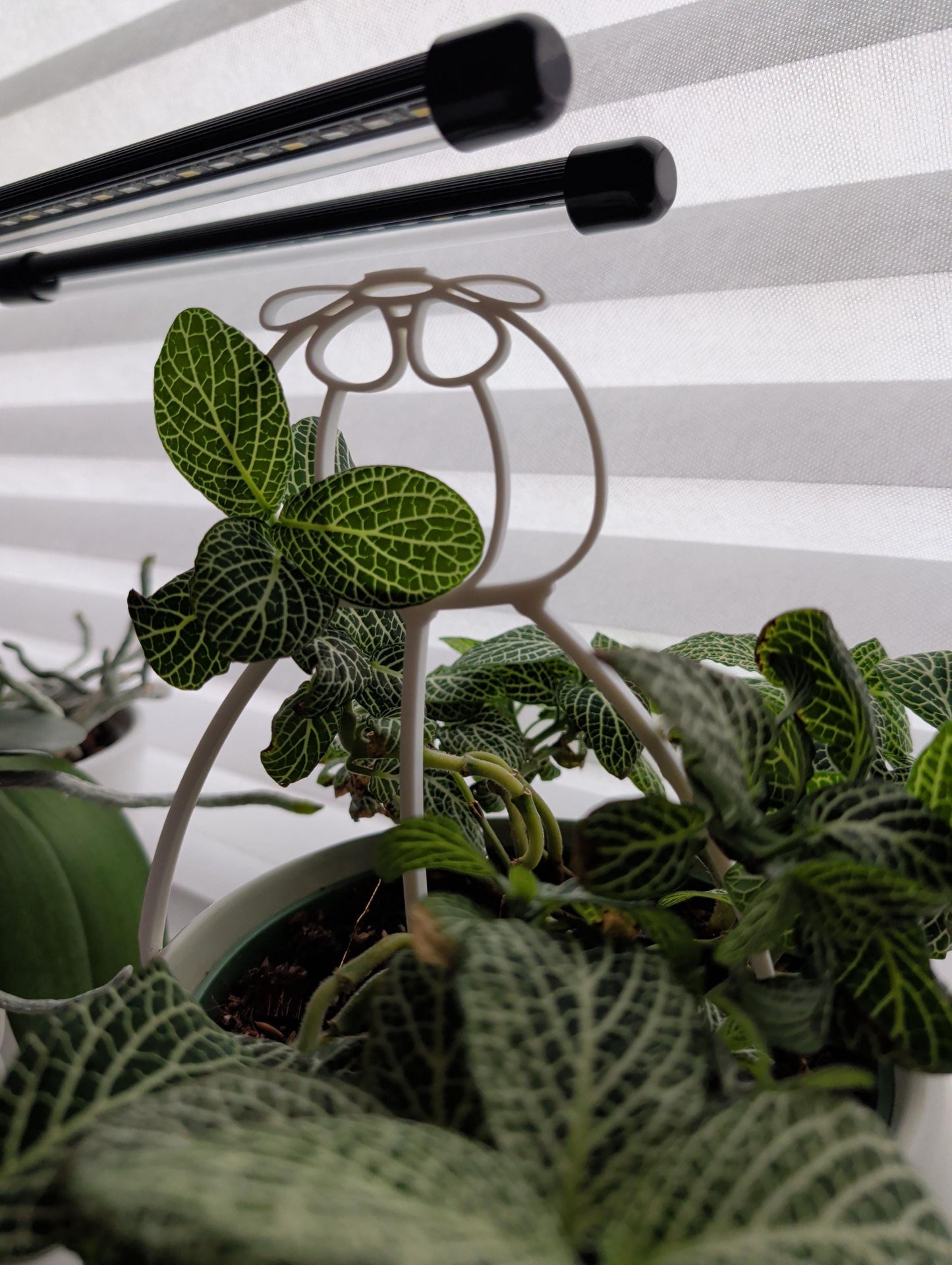 SPACE ONION plant trellis